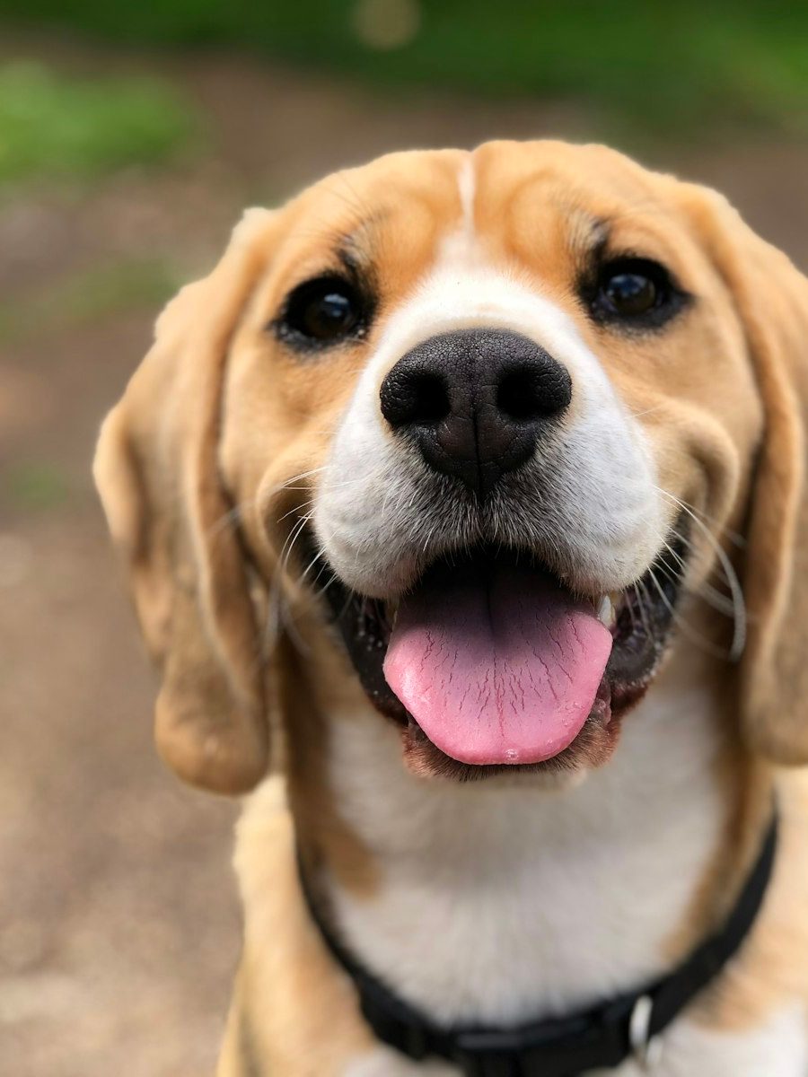 Petcasso | Custom Pet Portraits Painted from Your Photo